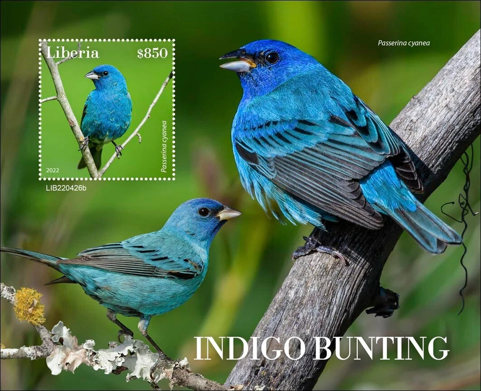 Estampillas Indigo Bunting Birds MNH 2022 Liberia S/S Foto 1 de 1