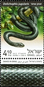 2467 Snakes In Israel - Dolichophis Jugularis - Israel Postage Stamps - Picture 1 of 1