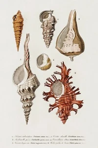 Seashells, Nature Illustration No.2, Vintage Art Image printed on a Metal Sign - Picture 1 of 5