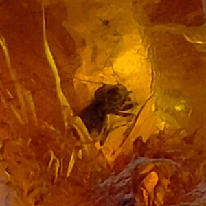 Amber insect fossil natural preserved bug inclusion polished gemstone 5.7ct - Picture 1 of 7