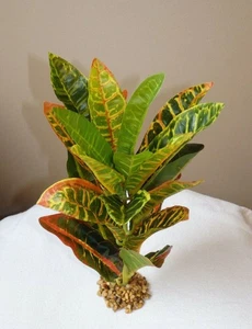 12-13"  LARGE CROTON PLANT Plastic-coated silk Goldfish & Betta-safe plant, ston - Picture 1 of 3