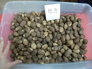 (tn-70) 20 pounds natural Tagua Nut whole nuts craft Carving Dried plain uncut - Picture 1 of 2