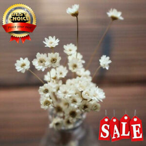 30 Pcs Dried Flower Mini Daisies Floral Bouquet Wedding DIY Decor Home Party