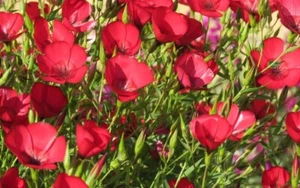200 Scarlet Flax Flower Seeds-LINUM RUBRUM- Crimson flax-Red Wildflower-FL796 - Bild 1 von 1