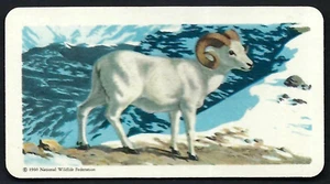 BROOKE BOND (CANADA) - ANIMALS OF NORTH AMERICA (ROLLAND) - #29 DALL SHEEP - Picture 1 of 2
