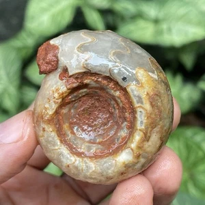 72Gr AMAZING MULTICOLOR CALCITE WHOLE AMMONITE FOSSIL MOLLUSCA TIMOR - Picture 1 of 12