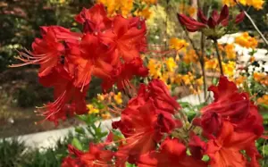 Rhodendron calendulaceum Flame Azalea Red Pepper Deciduous 3 Year Old Shrub - Picture 1 of 5
