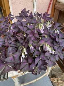 Oxalis triangularis - Purpur Klee - wundervolle Zimmerpflanze /5 Rhizome - Bild 1 von 4