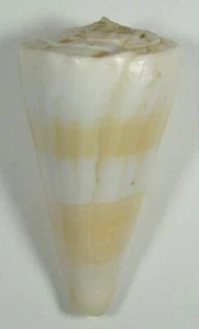 CONUS RECLUZIANUS URASHIMANUS 55,63 mm SUPER AUSWAHL PROBEN aus Taiwan - Bild 1 von 2