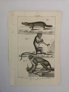 PLANCHE / GRAVURE de 1816 - MAMMIFERES / BEC D'OISEAU / SINGES (A25) - Foto 1 di 2