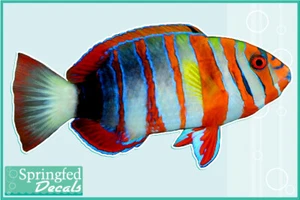 HARLEQUIN TUSK FISH Vinyl Decal Car Truck Aquarium Fish Decal - Picture 1 of 1