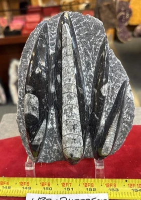 ❤️ Nice Orthoceras Plate 7” X 5” Polished Devonian Fossils 2.15 Pounds - Image 1 of 4