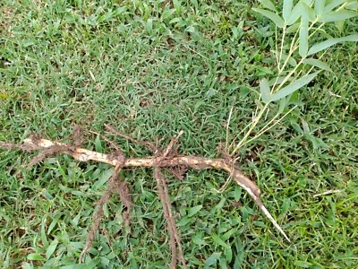 MOSO Live Bamboo Root 6pc per order, 5 in or longer (with bonus piece) - Image 1 of 4