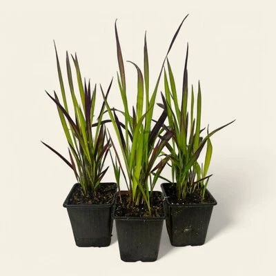 10 Imperata cylindrica "Red Baron" jap. Blutgras T9x9 Eigenabau - Bild 1 von 4