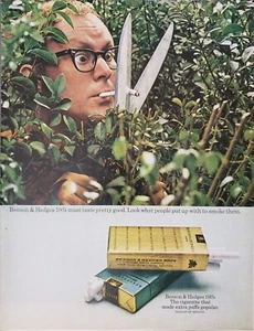 1970 Benson & Hedges Cigarettes 100's Man Garden Shears Cuts Cigarette Print Ad - Bild 1 von 1