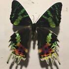 Insect/Butterfly/Moth Spread B979 Rare Large Uranius ripheus Sunset Moth :