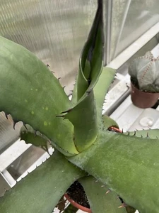 Agave  - Bild 1 von 7