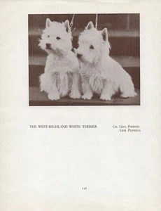 WESTIE WEST HIGHLAND WHITE TERRIER DOGS OLD VINTAGE 1934 NAMED DOG PRINT PAGE - Picture 1 of 1