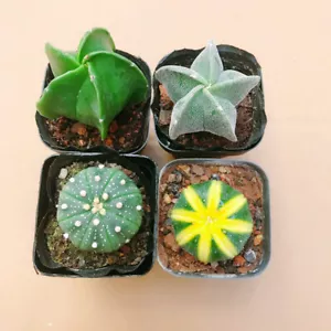 2 Stck. Astrophytum asterias + 2 Stck. Astrophytum myriostigma schöne Pflanzen 3-4cm - Bild 1 von 6