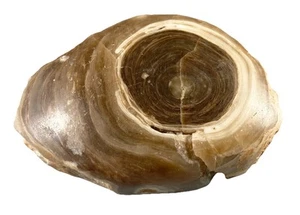 Agatized Petrified Wood Limbcast Oregon Gemstone 234g / 8.2oz Lapidary Rough - Picture 1 of 9