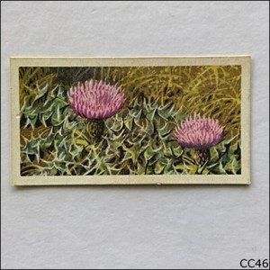 Brooke Bond Tea Card Wild Flowers Series 3 1964 #25 Stemless Thistle (CC46)