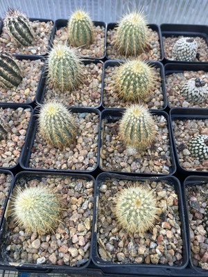 Echinocereus weedinii Live Cactus Plant  - Image 1 of 2