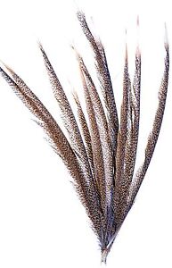 Golden Pheasant Tail Feather Natural Spot 12 Pcs 20"-25" Long Crafts Hat 148d