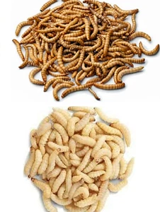 50 Live Waxworms & 100 Mealworms Pet Reptile Insect Feeder Healthy Food Combo - Picture 1 of 6