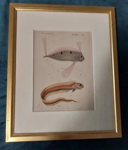 Gravure XIXème poissons - Picture 1 of 5