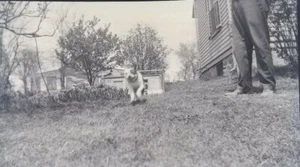 Vintage Dog Photo Negative Boston Terrier Running Towards Camera - Picture 1 of 5