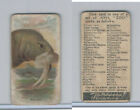 E29 Philadelphia Caramel, Zoo Cards, 1907, Walrus