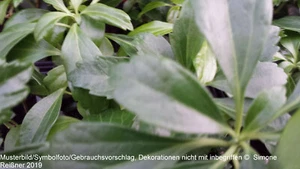 12 X Dickmännchen, Ysander - Pachysandra terminalis - Bild 1 von 1