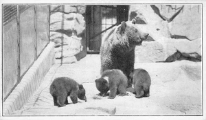 U.S. National Zoological Park, Washington, DC Brown Bears 1927 Vintage Postcard - Picture 1 of 1