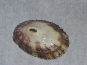 FISSURELLA NUBECULA UNIQUE PATTERN - Picture 1 of 2