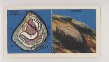 1964 Ringtons Do You Know? Tea About Oysters #19 z6d