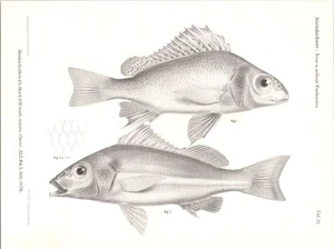 Impresión de peces antiguos originales de 1879 - Steindachner - especies de peces nuevas y raras - Imagen 1 de 2