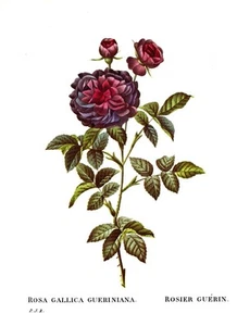 Botanical Print, Redoute Roses, Rosa Gallica Gueriniana. 1978 reproduction print - Picture 1 of 1