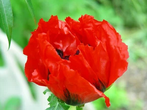 Persian Poppy : 100+ Seeds : Papaver Bracteatum : Iranian Poppy - Picture 1 of 8