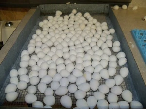 100+ NPIP and AI tested clean Northern Bobwhite Quail Eggs - Picture 1 of 5