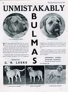 BULLMASTIFF HUNDESRASSE ZWINGER WERBUNG DRUCK SEITE BULMEN ZWINGER HUNDEWELT 1951 - Bild 1 von 1