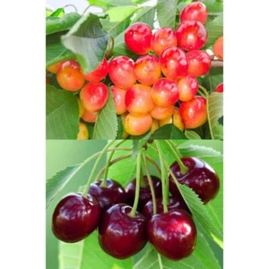 Double Cherry Twist Tree Bare Root - Picture 1 of 12