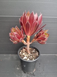 Aeonium 'Torchbearer' - Picture 1 of 3