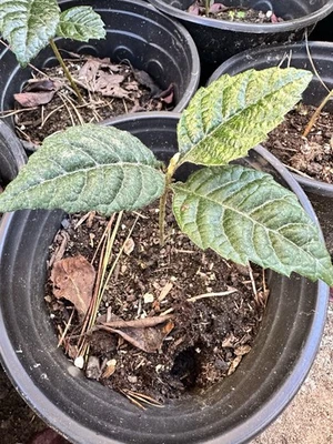 5inch Loquat Tree Live 2xPlant Starter Plants - Image 1 of 2