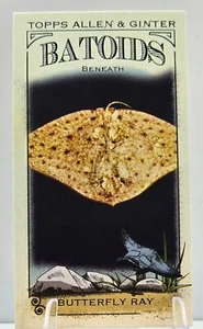 2024 Allen & Ginter Batoids Insert PYC - Picture 1 of 9
