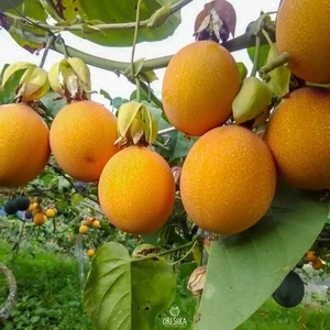 Passiflora ligularis 5 PCS fresh seeds, Sweet granadilla maracuja, Passion fruit - Foto 1 di 8