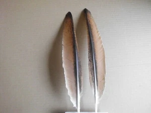 4 rotbraun gemusterte  Pfauenfedern ,  28 cm  lang - Bild 1 von 3