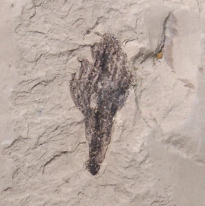 Frutta, Cinnamomum polymorphum, Terziario, Miocene, miniere a cielo aperto Bilina, Repubblica Ceca-eb5578 - Foto 1 di 4