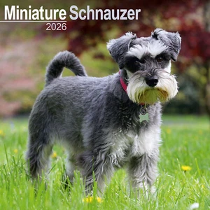 Schnauzer Miniature 2026 Calendar | Dog Breed Gift Wall 15% OFF MULTI ORDERS - Picture 1 of 8