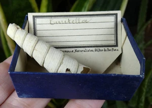 Ancienne boîte Deyrolle Turritella Fossile - XIXème cabinet curiosité collection - Picture 1 of 4