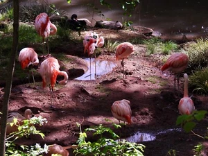 BEAUTIFUL SCENIC WRAPPED CANVAS PRINT PICTURE CHILEAN FLAMINGO - Picture 1 of 1